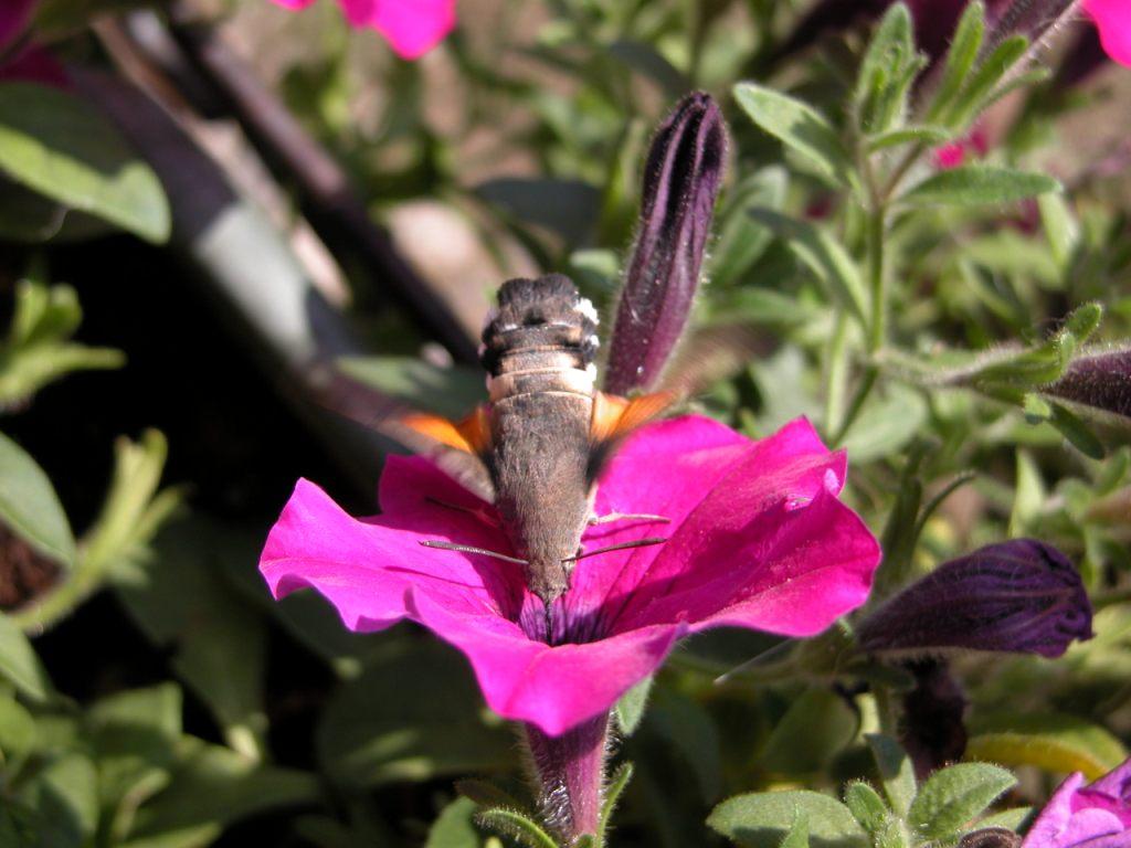 Macroglossum stellatarum