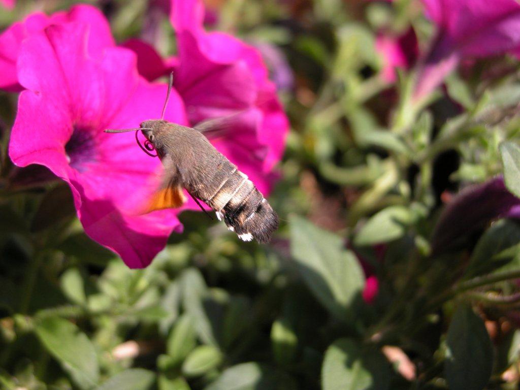 Macroglossum stellatarum