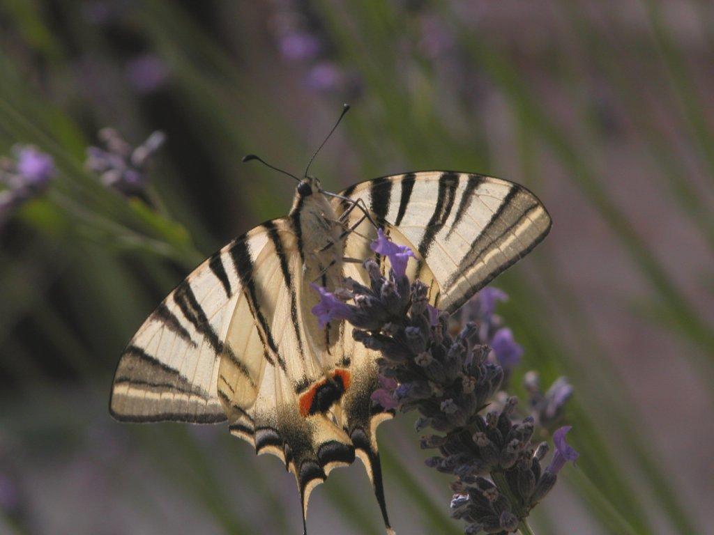 Papilio podalirius? - Iphiclides podalirius