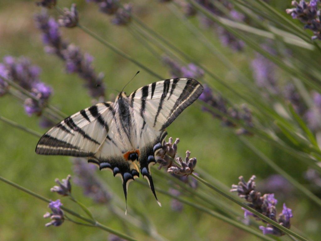 Papilio podalirius? - Iphiclides podalirius