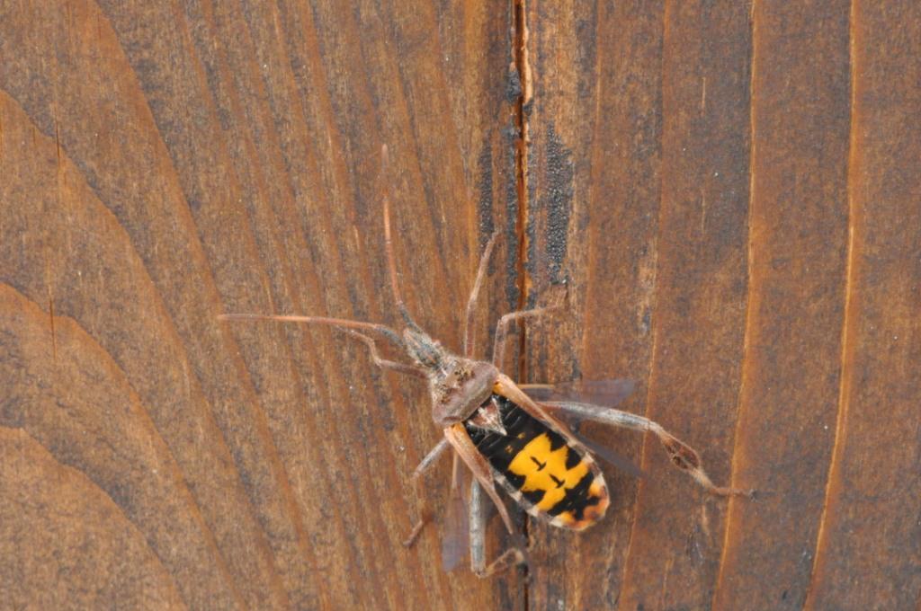 Leptoglossus occidentalis