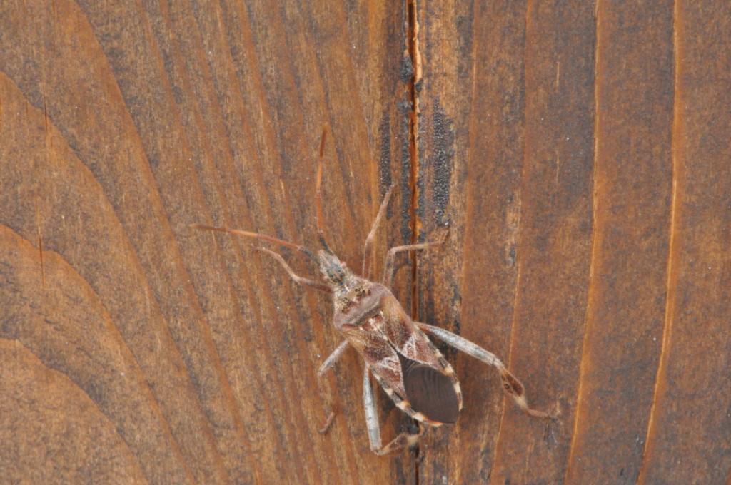 Leptoglossus occidentalis