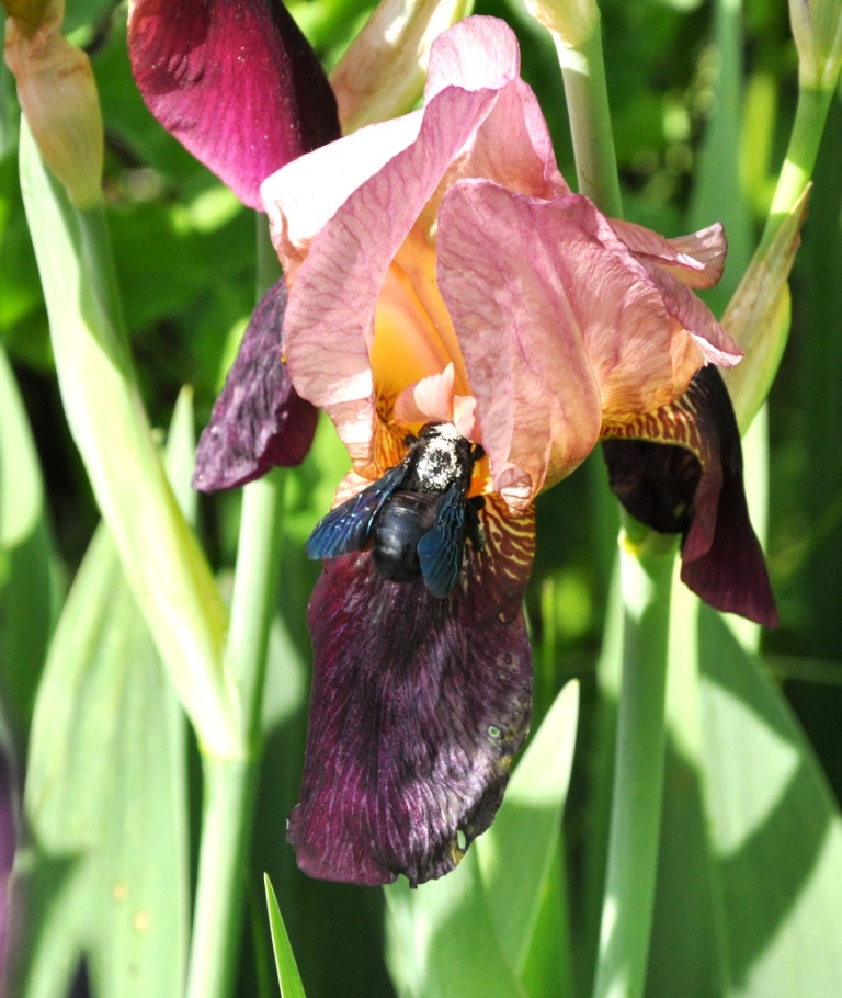 Xilocopa cfr violacea