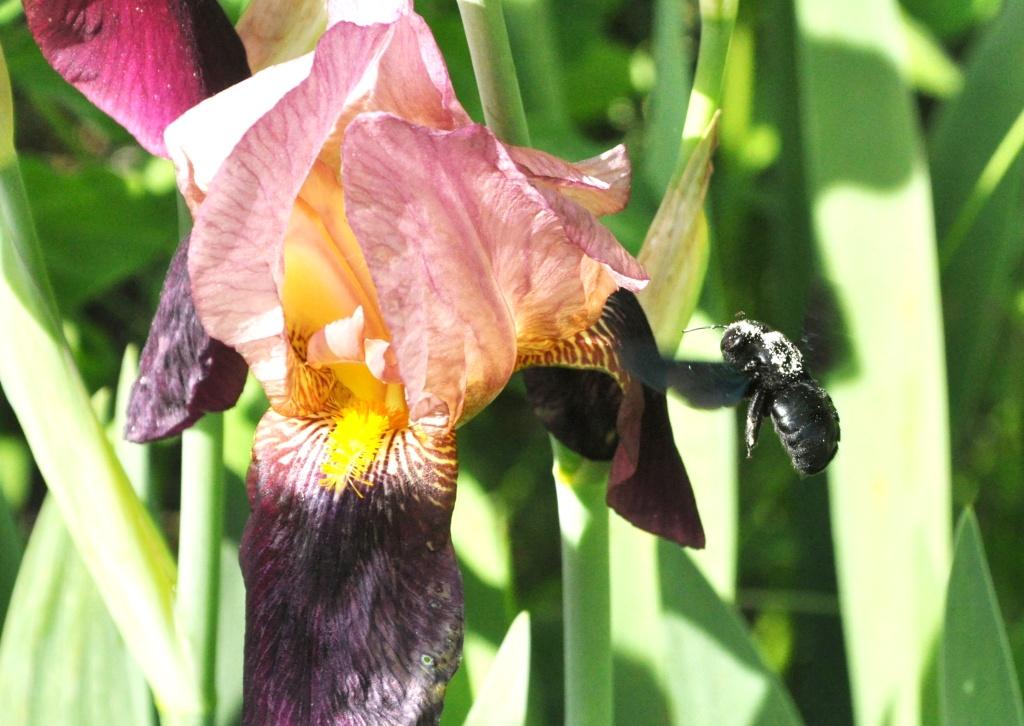 Xilocopa cfr violacea