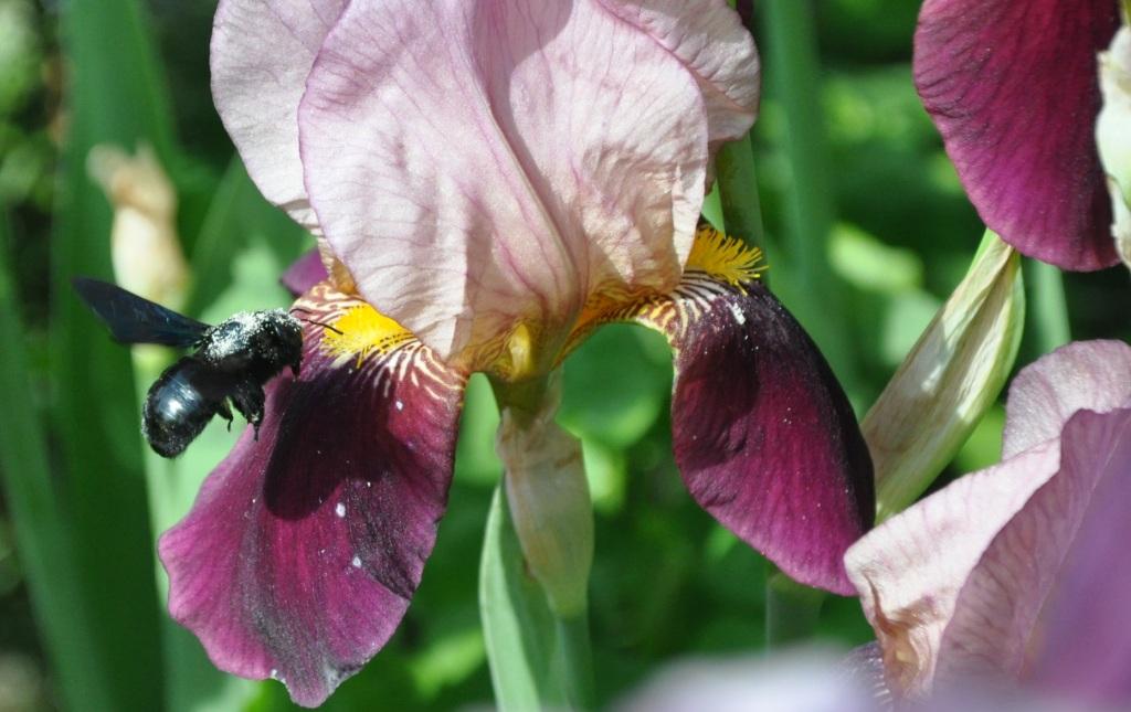 Xilocopa cfr violacea