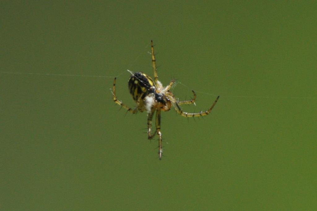 Mangora acalypha