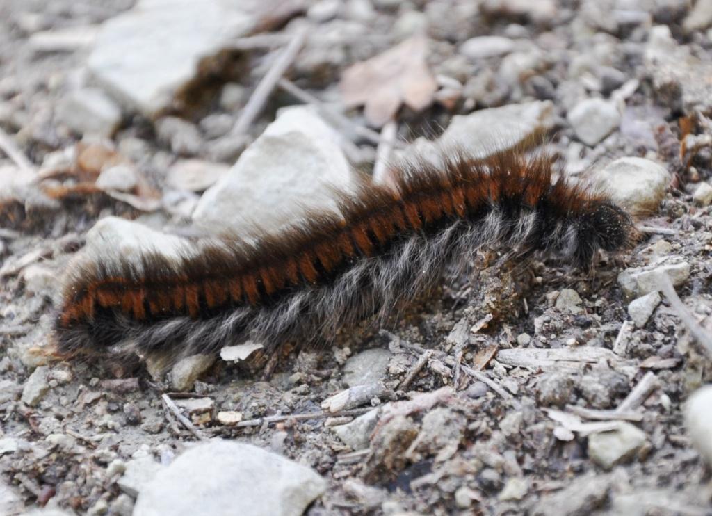 Bruco da identificare - Macrothylacia rubi