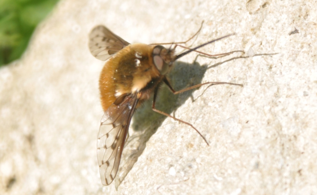 Da determinare: Bombylius sp.