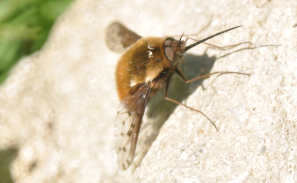 Da determinare: Bombylius sp.