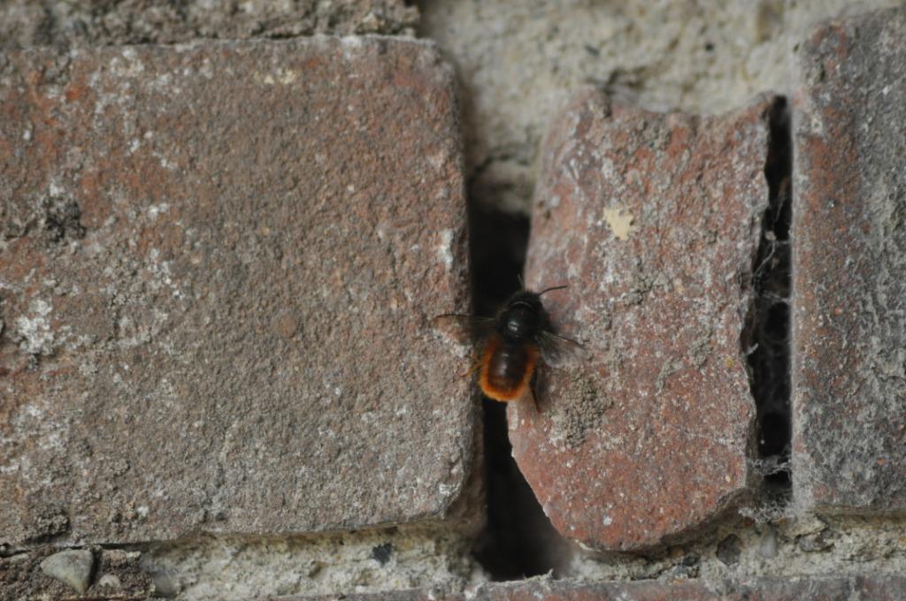 Osmia cornuta (Apidae Megachilinae)