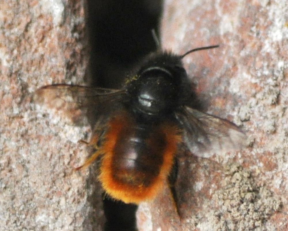 Osmia cornuta (Apidae Megachilinae)