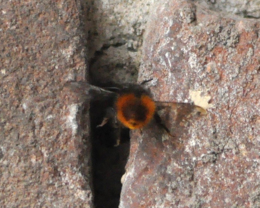 Osmia cornuta (Apidae Megachilinae)