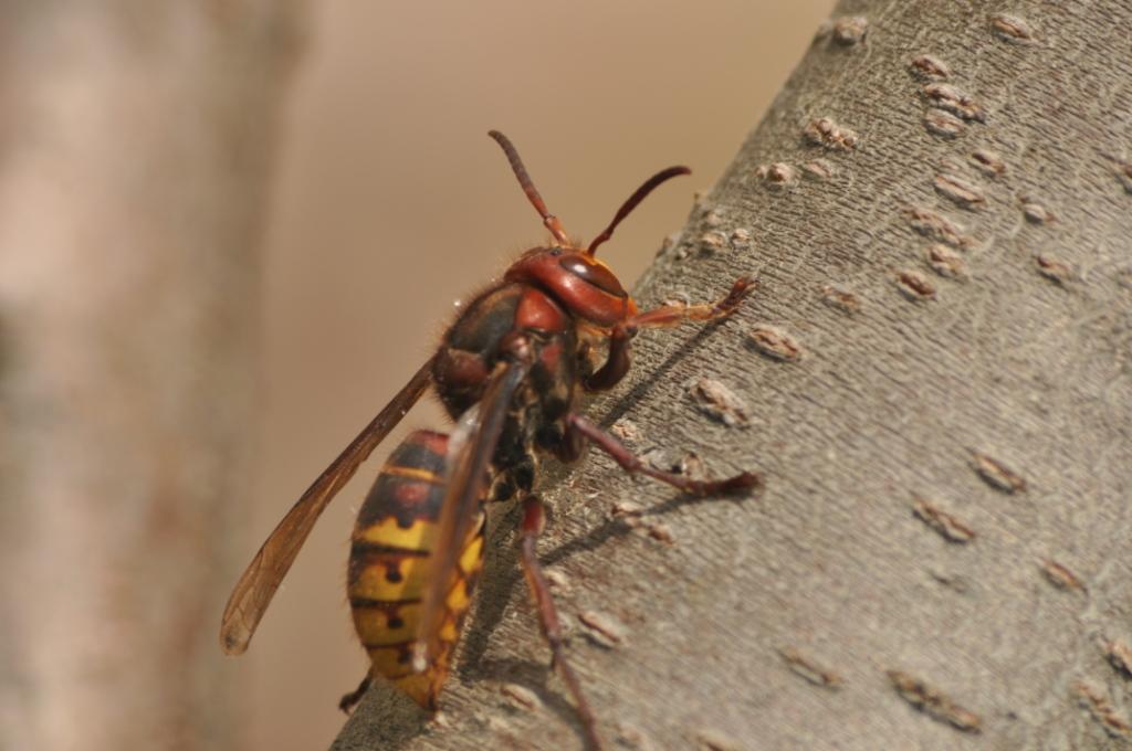 Vespa crabro