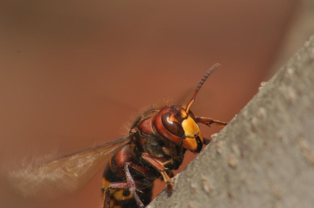 Vespa crabro