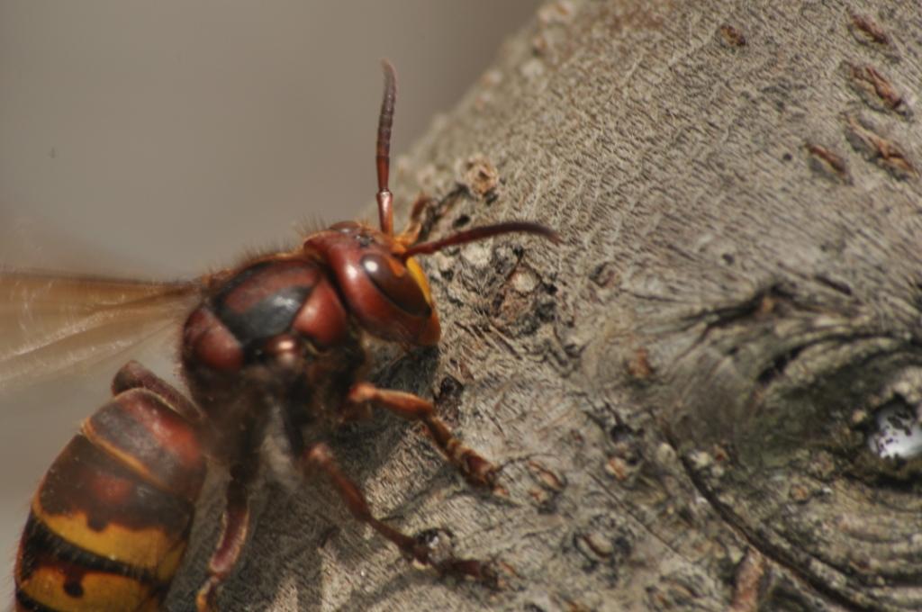 Vespa crabro