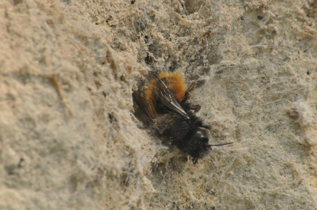 Osmia cornuta