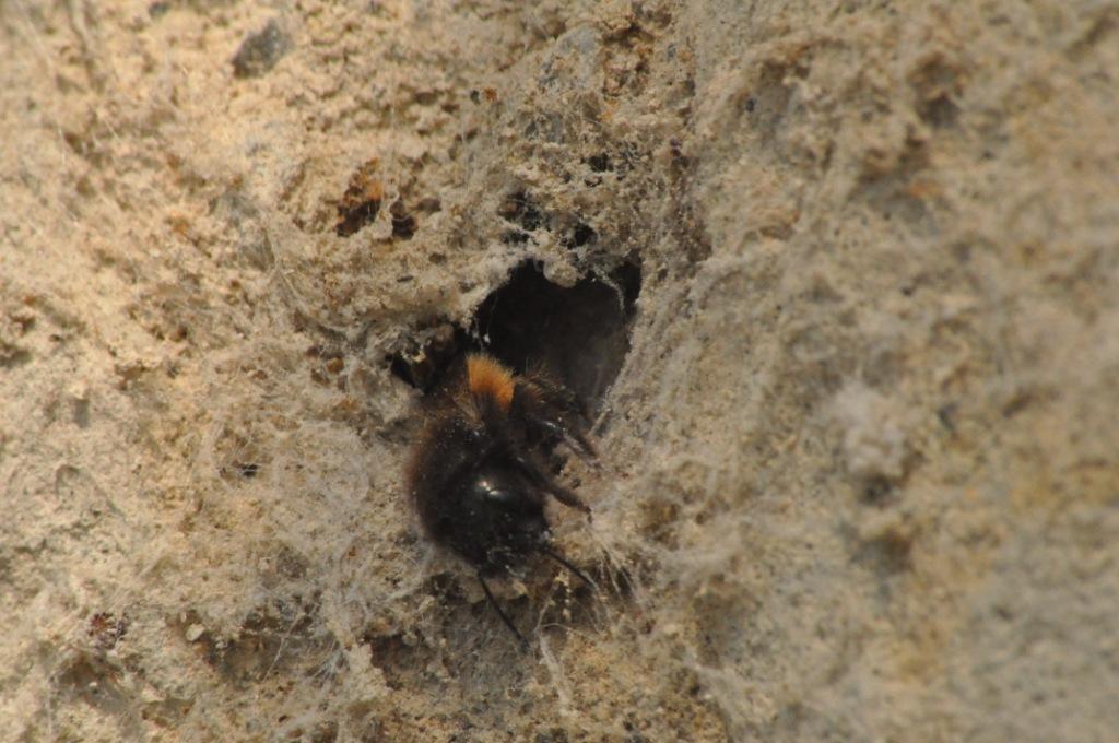 Osmia cornuta