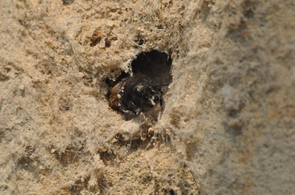 Osmia cornuta