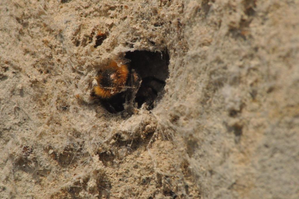 Osmia cornuta