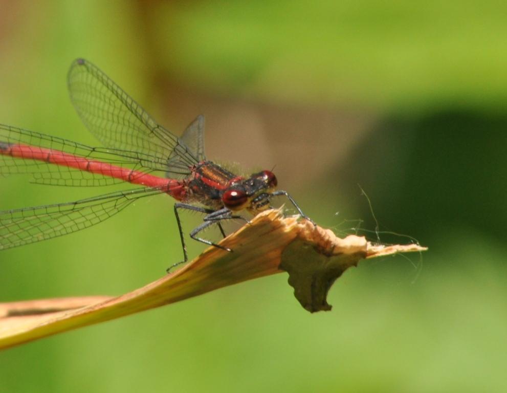 Libellula da determinare - Pyrrhosoma nymphula (maschio)