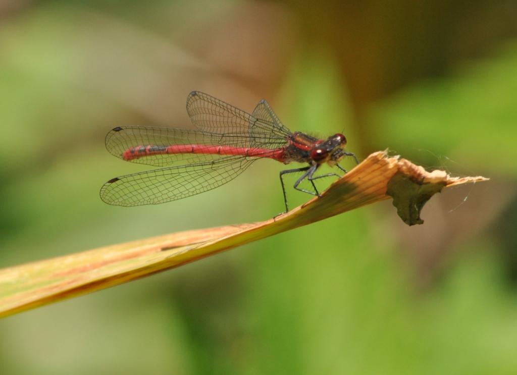 Libellula da determinare - Pyrrhosoma nymphula (maschio)