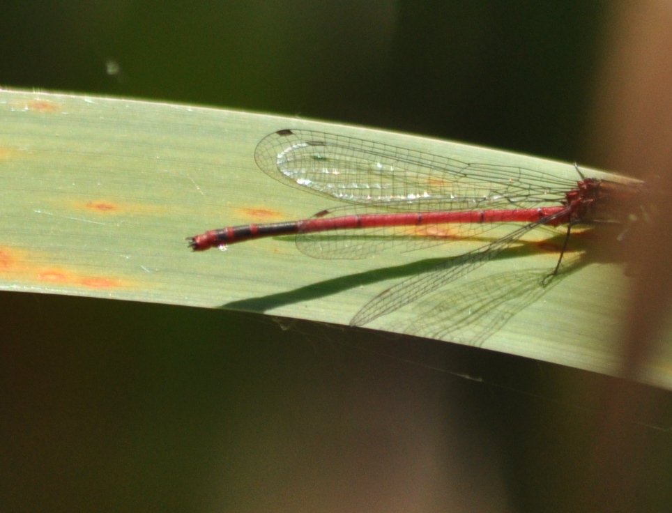 Libellula da determinare - Pyrrhosoma nymphula (maschio)