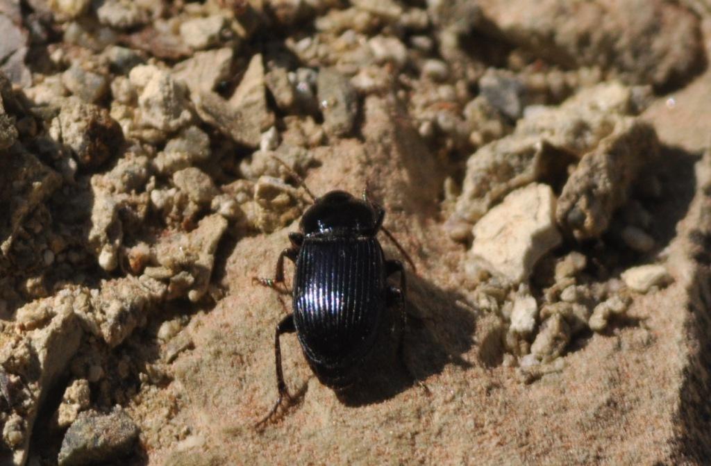 Carabide da deretminare