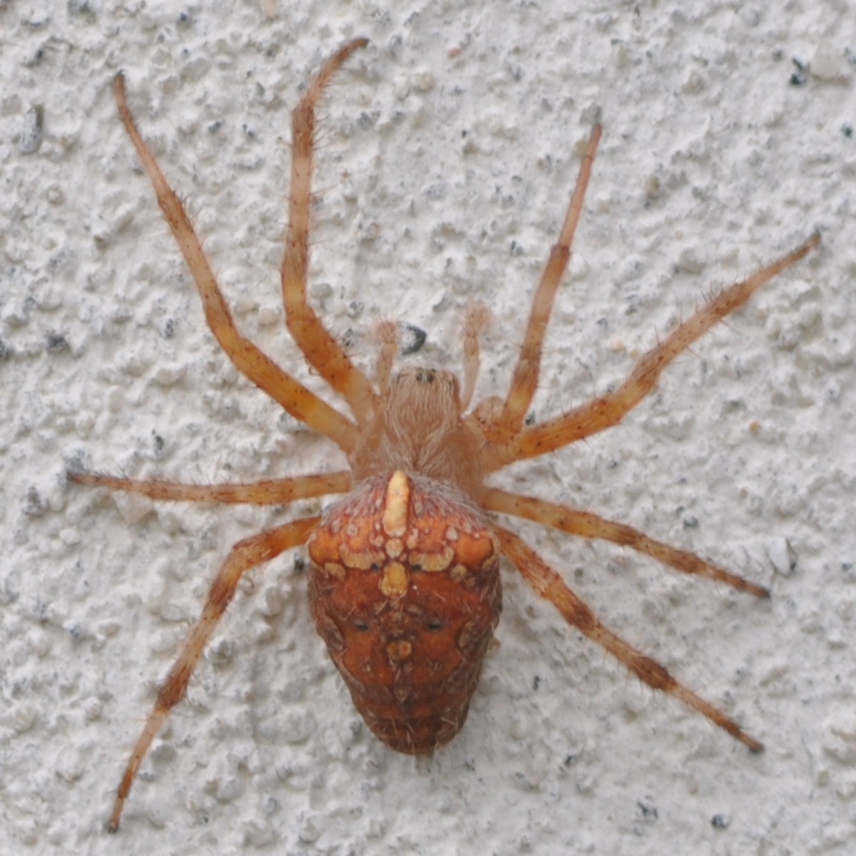 Araneus diadematus