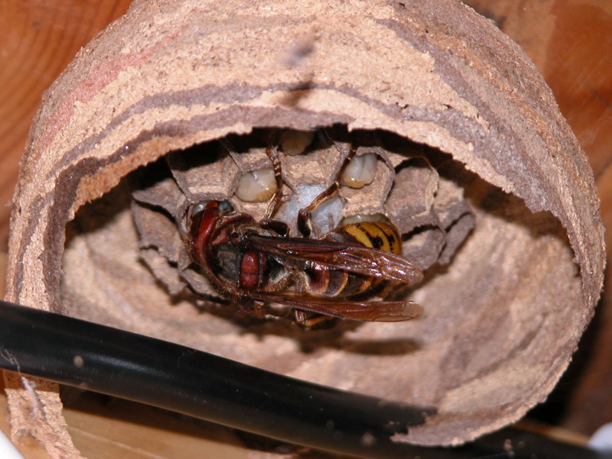 Vespa crabro e nido