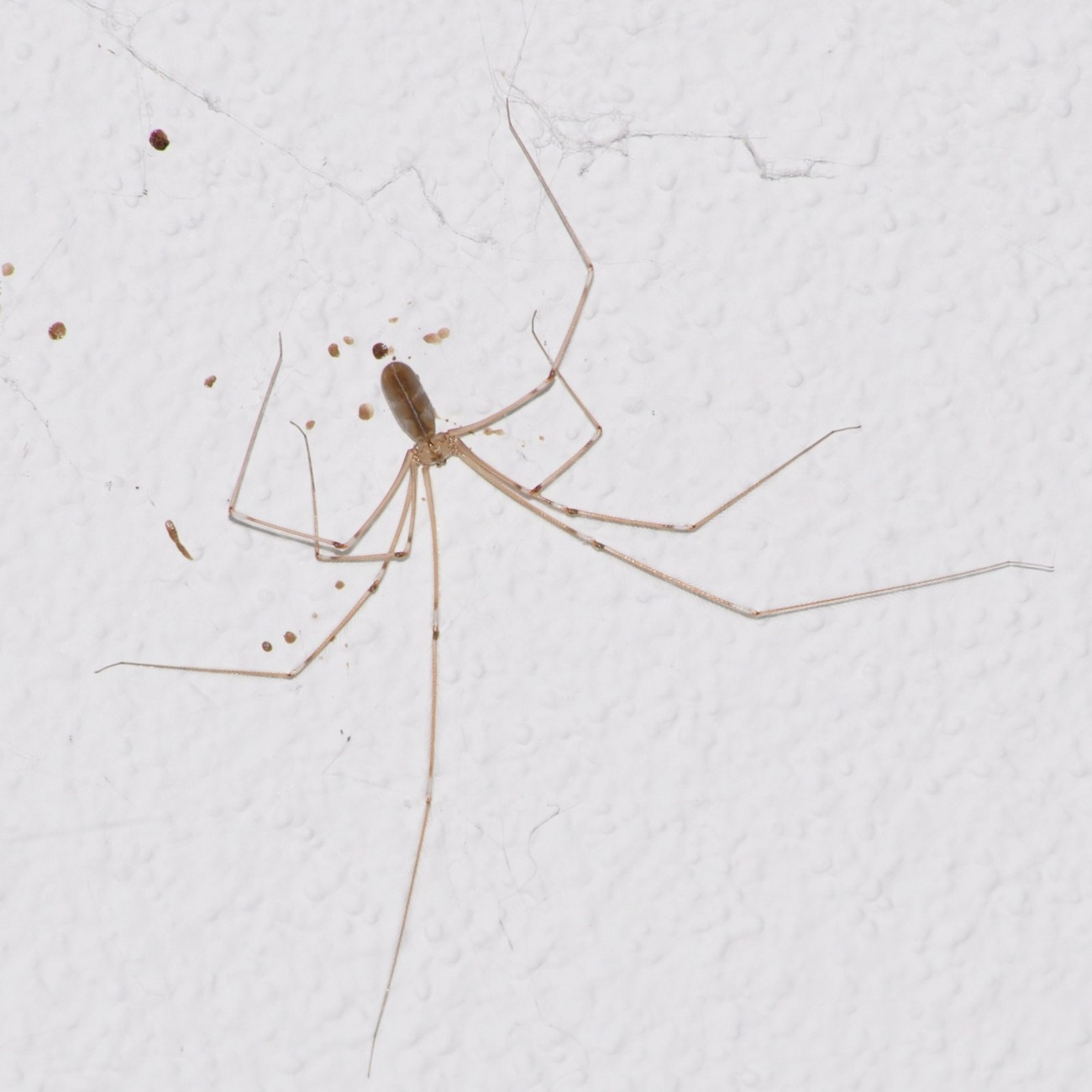 Pholcus phalangioides