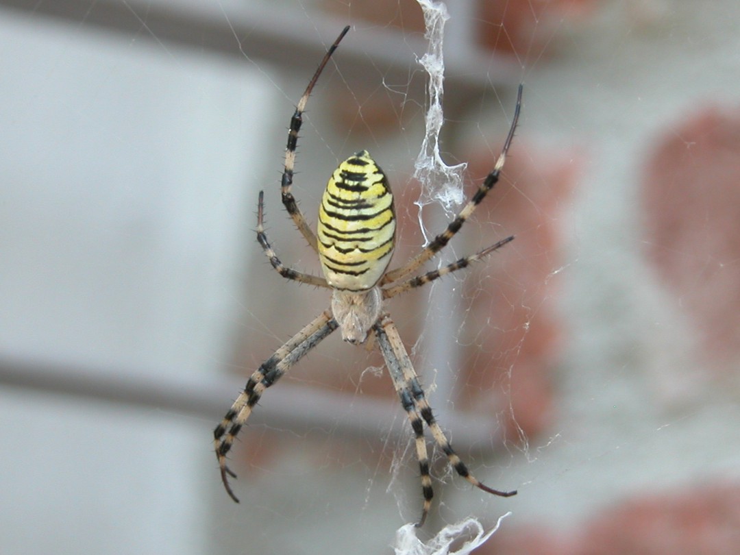 Argiope bruennichi