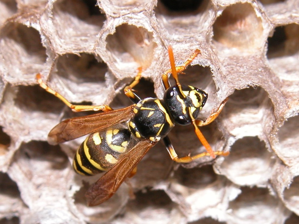 Polistes indaffarate su un nido dismesso