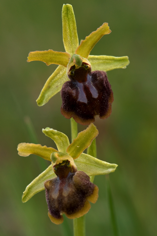 Ophrys sphegodes? ..o altro?