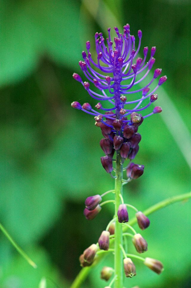 Muscari comosum / Giacinto dal pennacchio