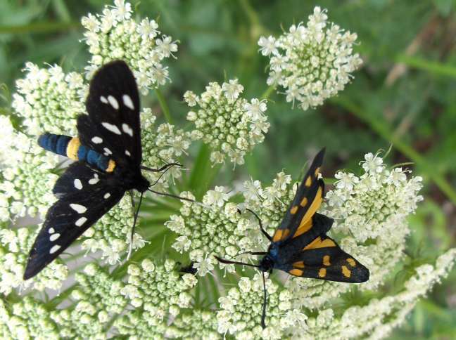 Zigena da identificare - Zygaena (Zygaena) transalpina