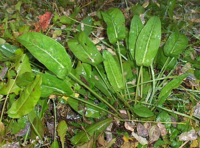 Pianta erbacea selvatica - Rumex cfr. cetosa