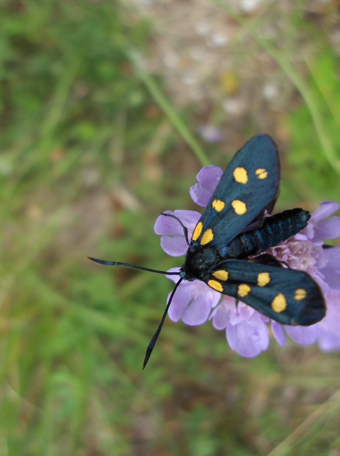 Zigena da identificare - Zygaena (Zygaena) transalpina