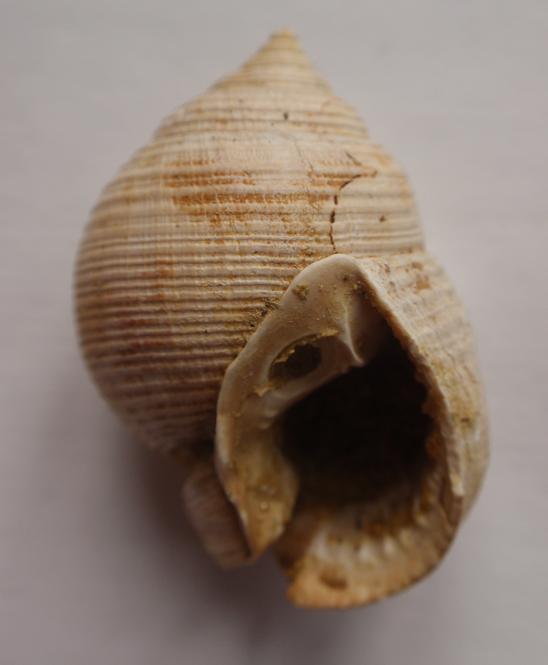 Demoulia conglobata (Brocchi, 1814)  - Pliocene - Asti