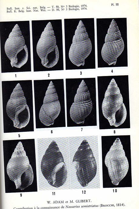 gasteropode pliocene biellese - Nassarius sp.