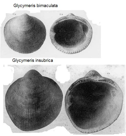 Glycimeris -pleistocene