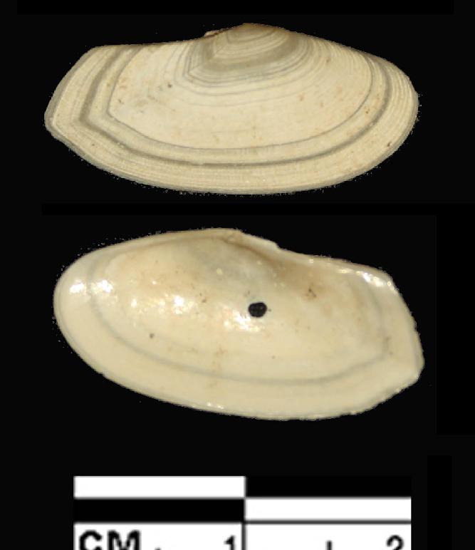 Gari fervensis (Gmelin, 1791) - Pleistocene.