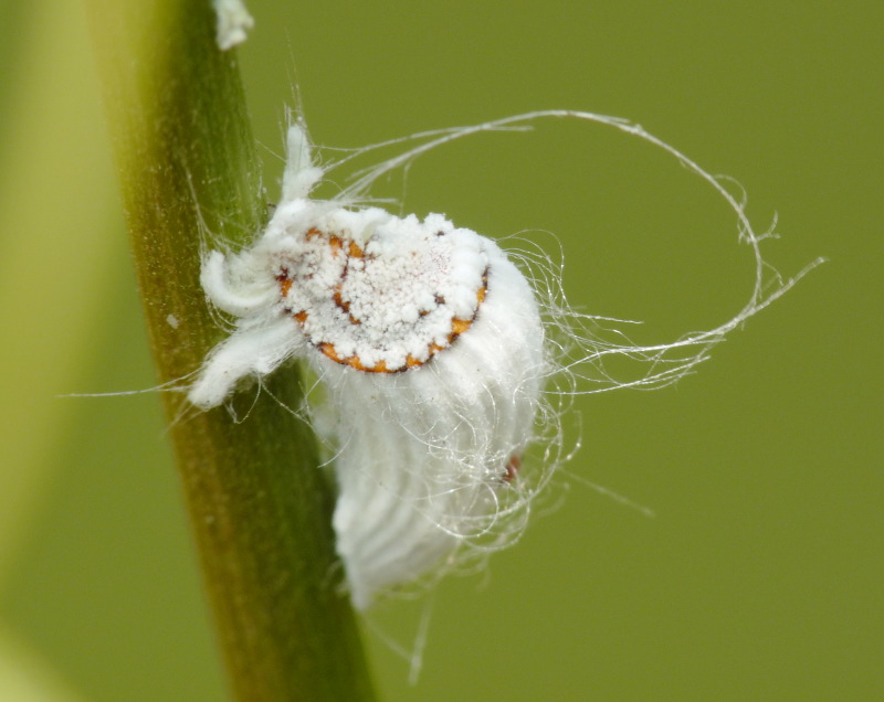 Identificazione - cocciniglia:  Icerya purchasi