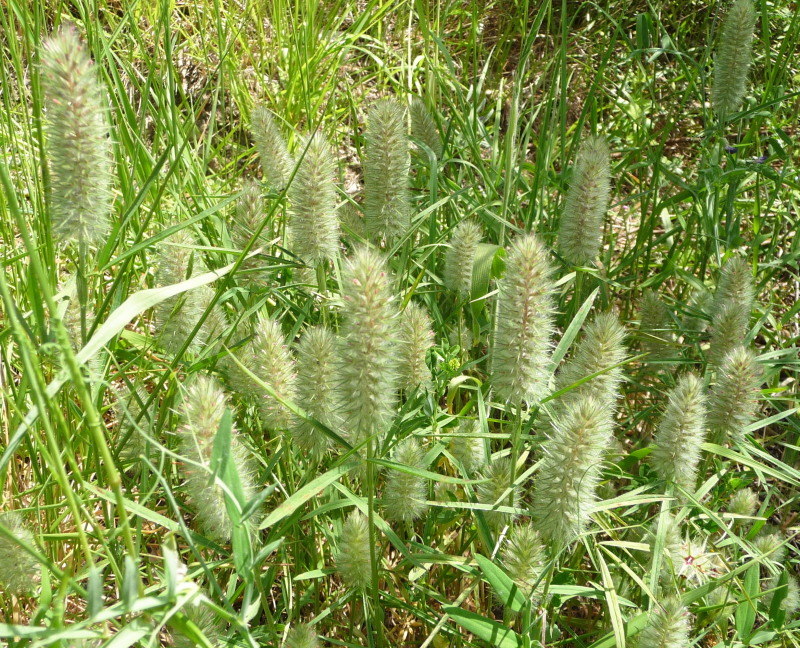 Da determ. - Trifolium angustifolium subsp. angustifolium