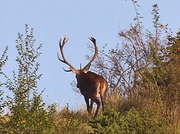 Strategie riproduttive del cervo (Cervus elaphus)