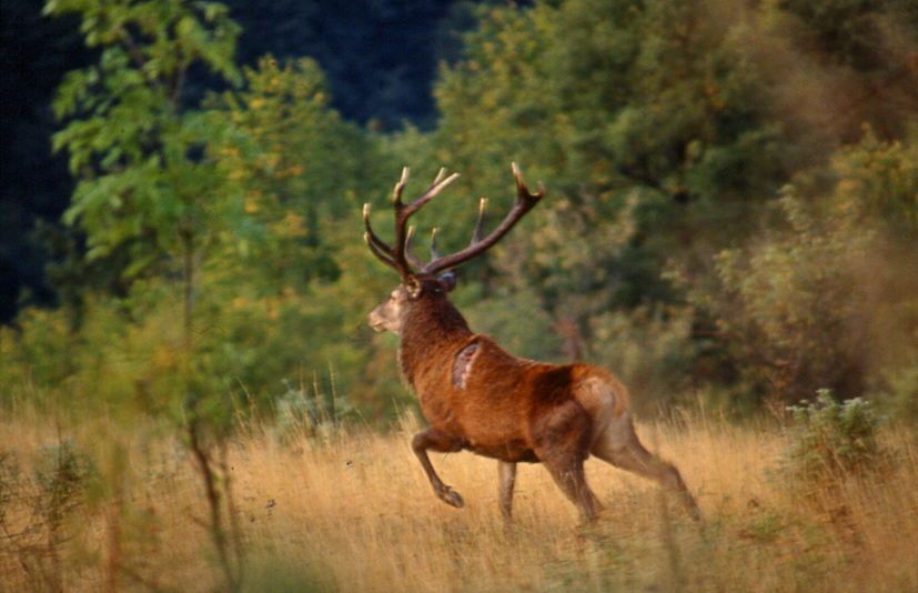 Strategie riproduttive del cervo (Cervus elaphus)