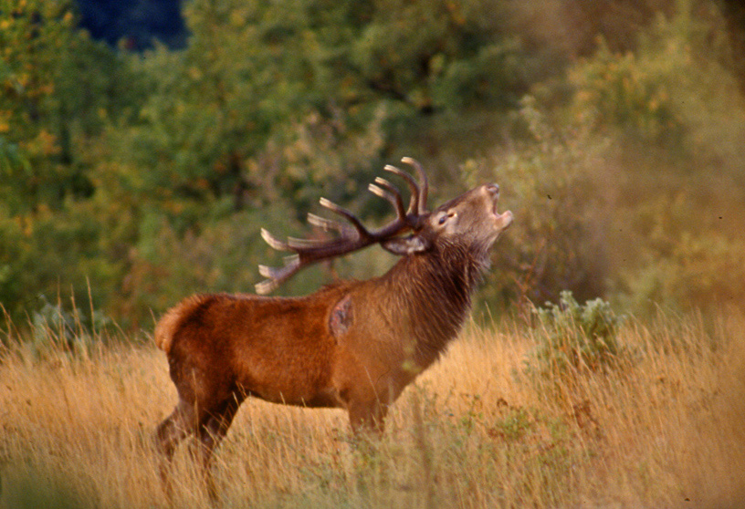 Strategie riproduttive del cervo (Cervus elaphus)