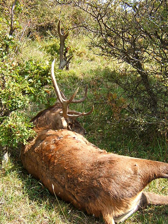 Cervo morto. Un caso di bracconaggio? (Come limitarlo?)