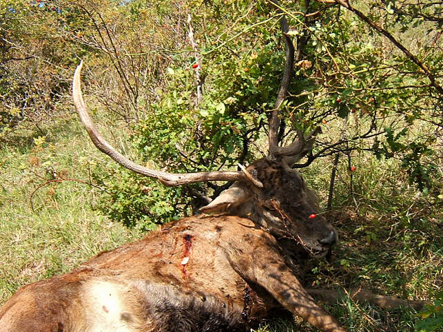 Cervo morto. Un caso di bracconaggio? (Come limitarlo?)