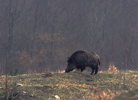 Cinghiale - Andalusia