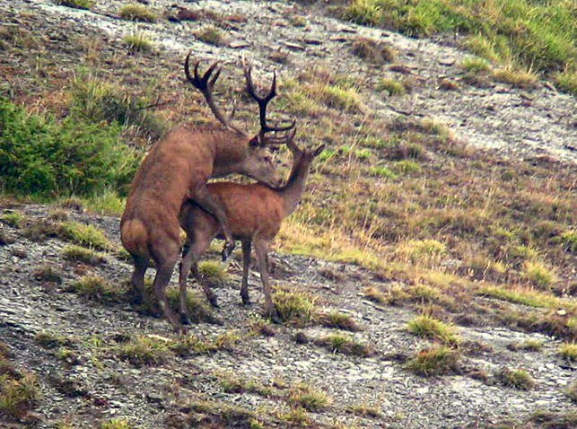 Strategie riproduttive del cervo (Cervus elaphus)